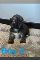 Lhasa Apso dogs - Advert 1