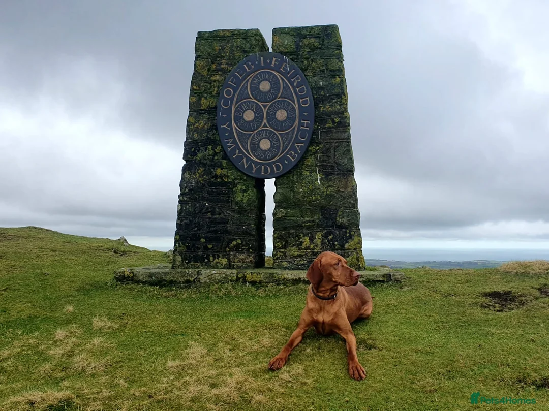 Mixed Breed dogs for sale: 2 Beautiful puppy's looking for forever home  - Advert 1