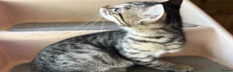 Bengal cats for sale: Bengal beautiful  - Advert 2