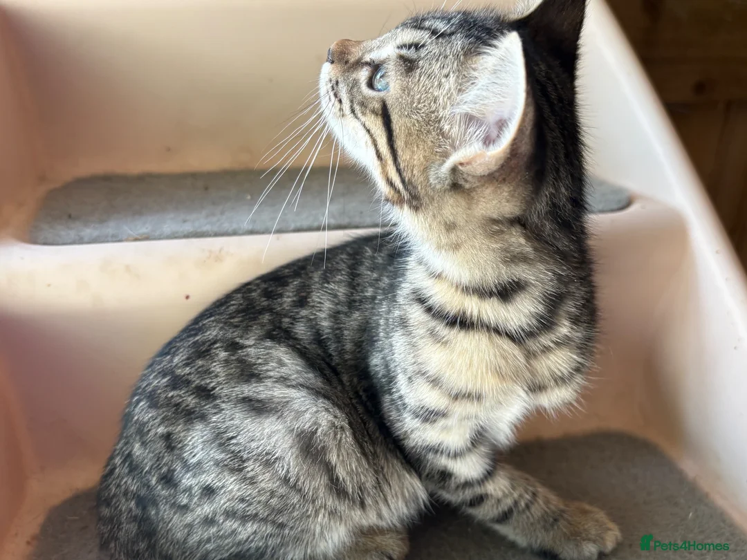 Bengal cats for sale: Bengal beautiful  - Advert 2