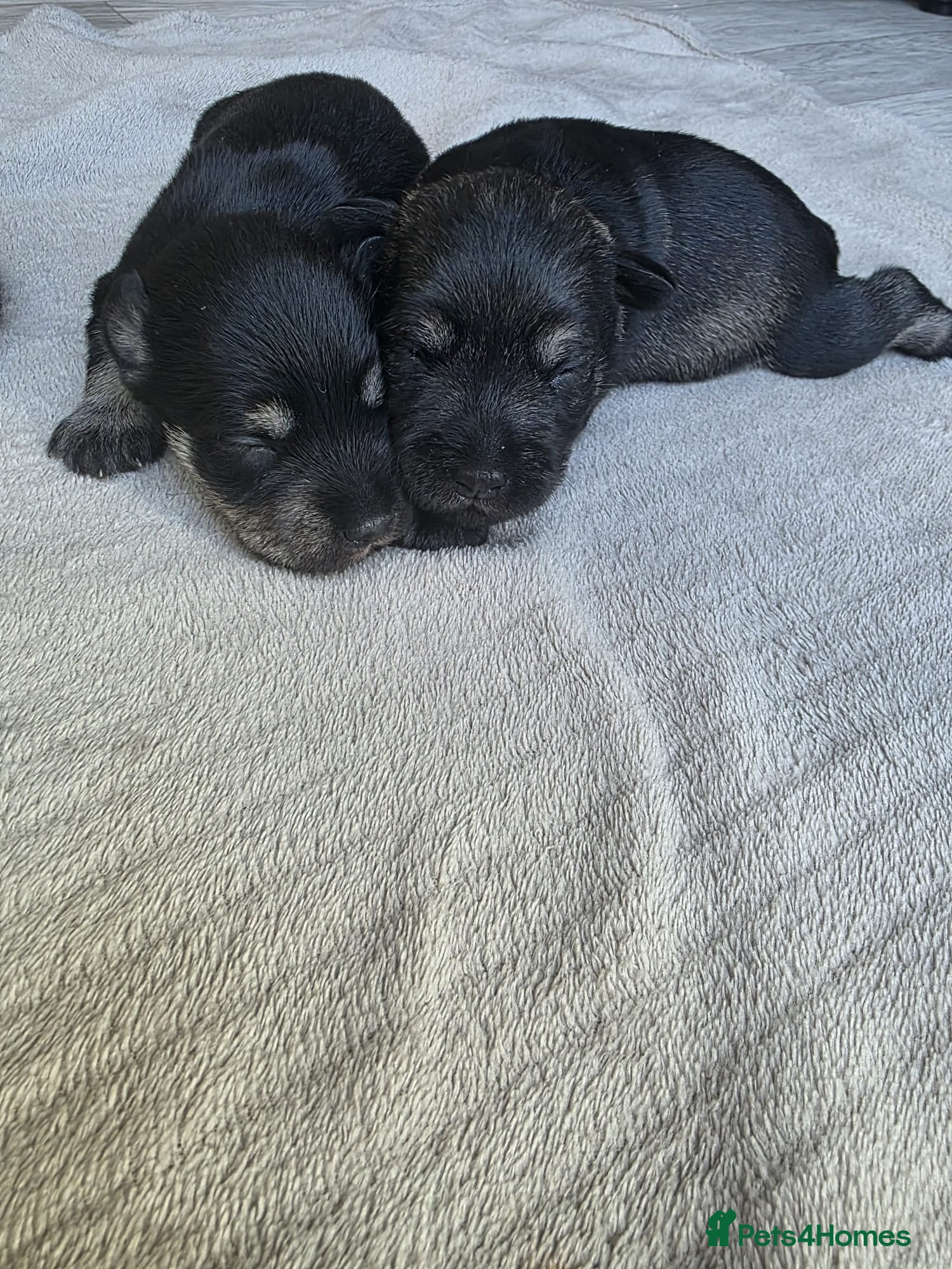 Miniature Schnauzer dogs for sale: Outstanding Miniature Schnauzer puppies - Advert 2