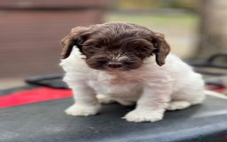 Cockapoo dogs for sale: 11 beautiful pups some very rare colours  - Image 8