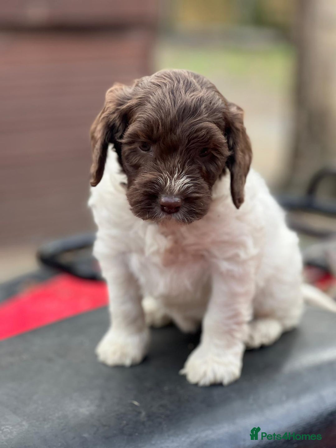 Cockapoo dogs for sale: 11 beautiful pups some very rare colours  - Image 8