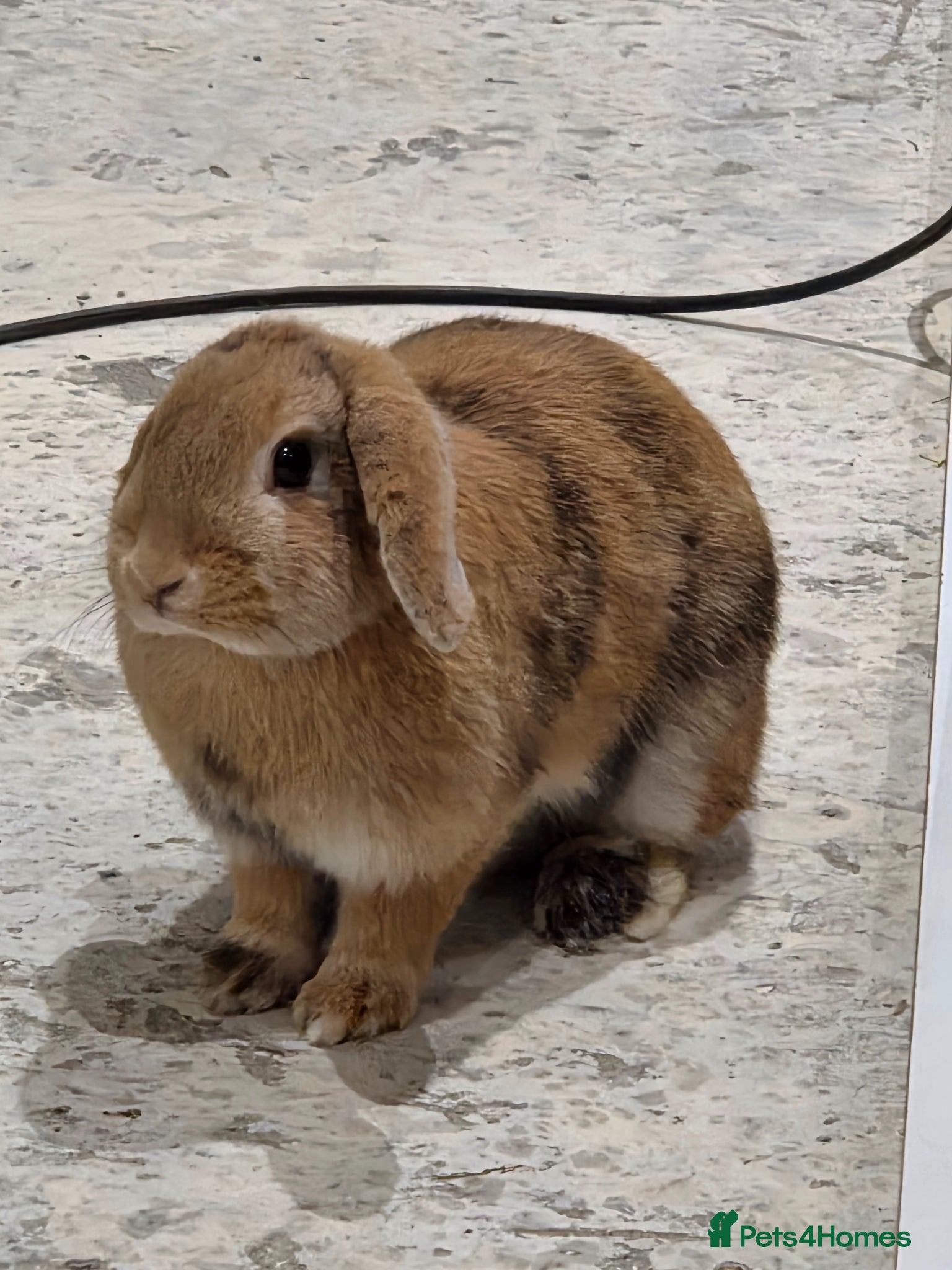 Mini Lop rabbits Gorgeous female mini lop rabbit up for sale - Advert 5