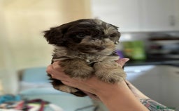 Sheepadoodle dogs for sale: F1b mini sheepadoodles - Image 24
