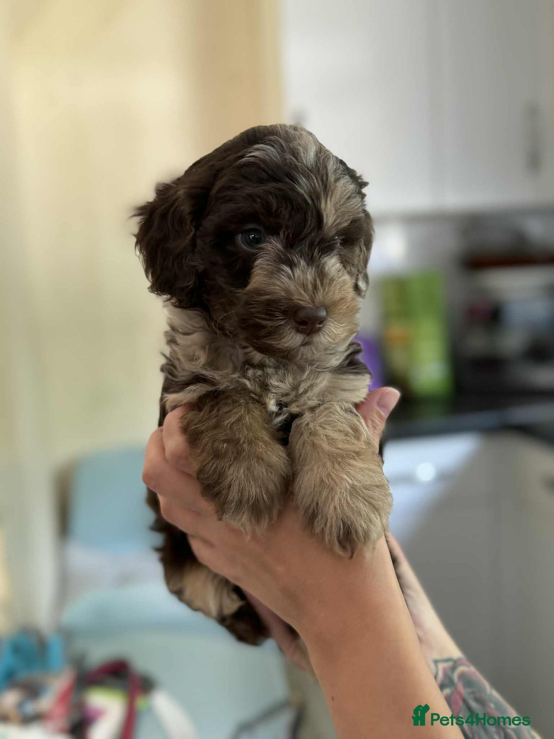 Sheepadoodle dogs for sale: F1b mini sheepadoodles - Image 24
