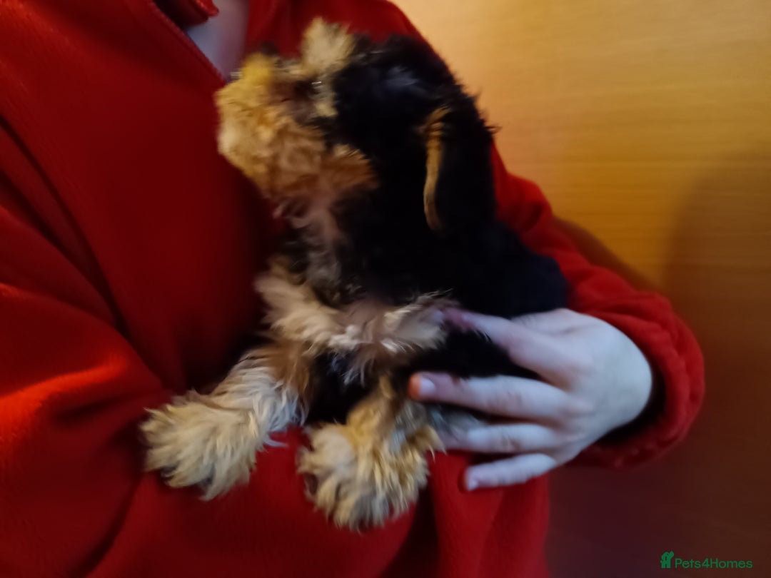 Yorkiepoo dogs for sale: Two male Yorkiepoo puppies 3 months old - Advert 3