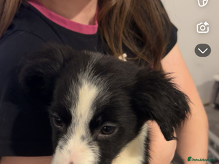 Mixed Breed dogs Puppies - Advert 8