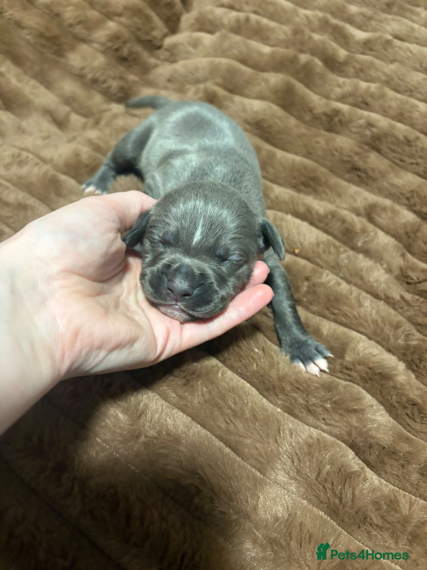 Staffordshire Bull Terrier dogs 10 Beautiful blue Staffordshire bull terrier pups - Advert 12