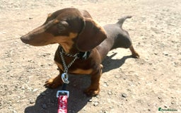 Dachshund dogs for sale: Dachshund puppies  - Image 8