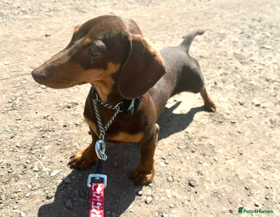 Dachshund dogs for sale: Dachshund puppies  - Image 8