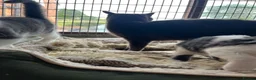 Mixed Breed cats for sale: Beautiful grey/white kittens 12 weeks - Advert 6