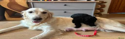 Goldendoodle dogs for sale: Superb Fully Health Tested Rare Goldendoodle Pups in Basingstoke - Advert 5