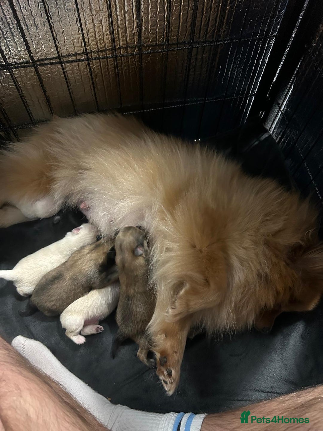 Pomeranian dogs for sale: Pomeranian Puppies 💗 - Advert 9