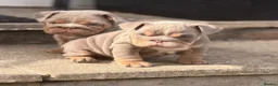English Bulldog dogs for sale: 1 LEFT VACCINATED + READY TO LEAVE BRITISH BULLDOG - Advert 4