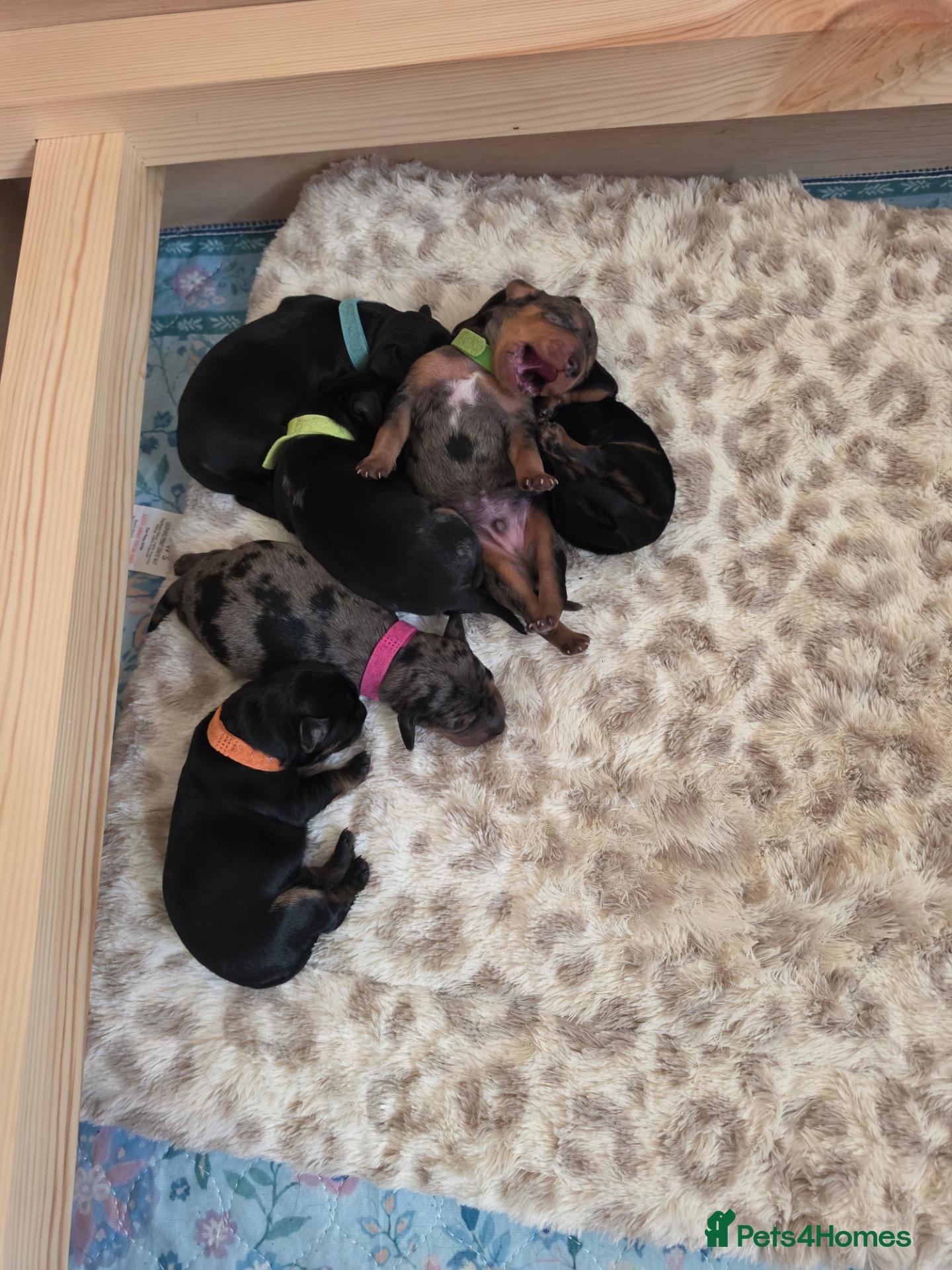 Jackshund dogs Dapple and black and tan Jackshund puppies - Advert 14