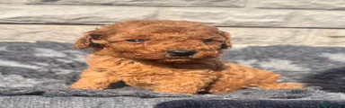 Toy Poodle Puppy 1 