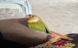 Conures birds for sale: Beautiful hand tame conure - Image 5