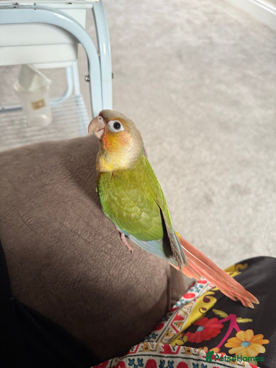 Conures birds for sale: Beautiful hand tame conure - Image 5