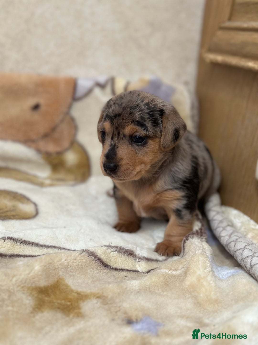 Dachshund dogs for sale: PUPPIES FOR SALE!!  - Image 5