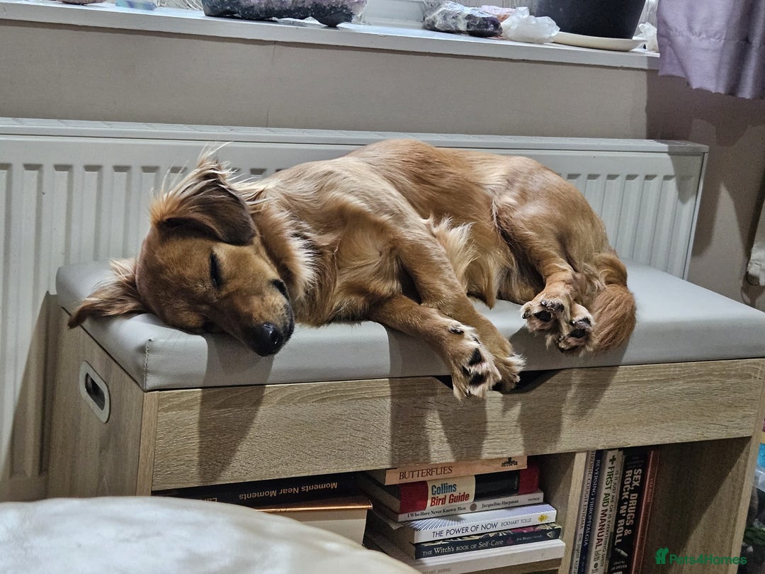 Mixed Breed dogs for adoption: 💖🐶 SANDY 🐶💖 - Image 17