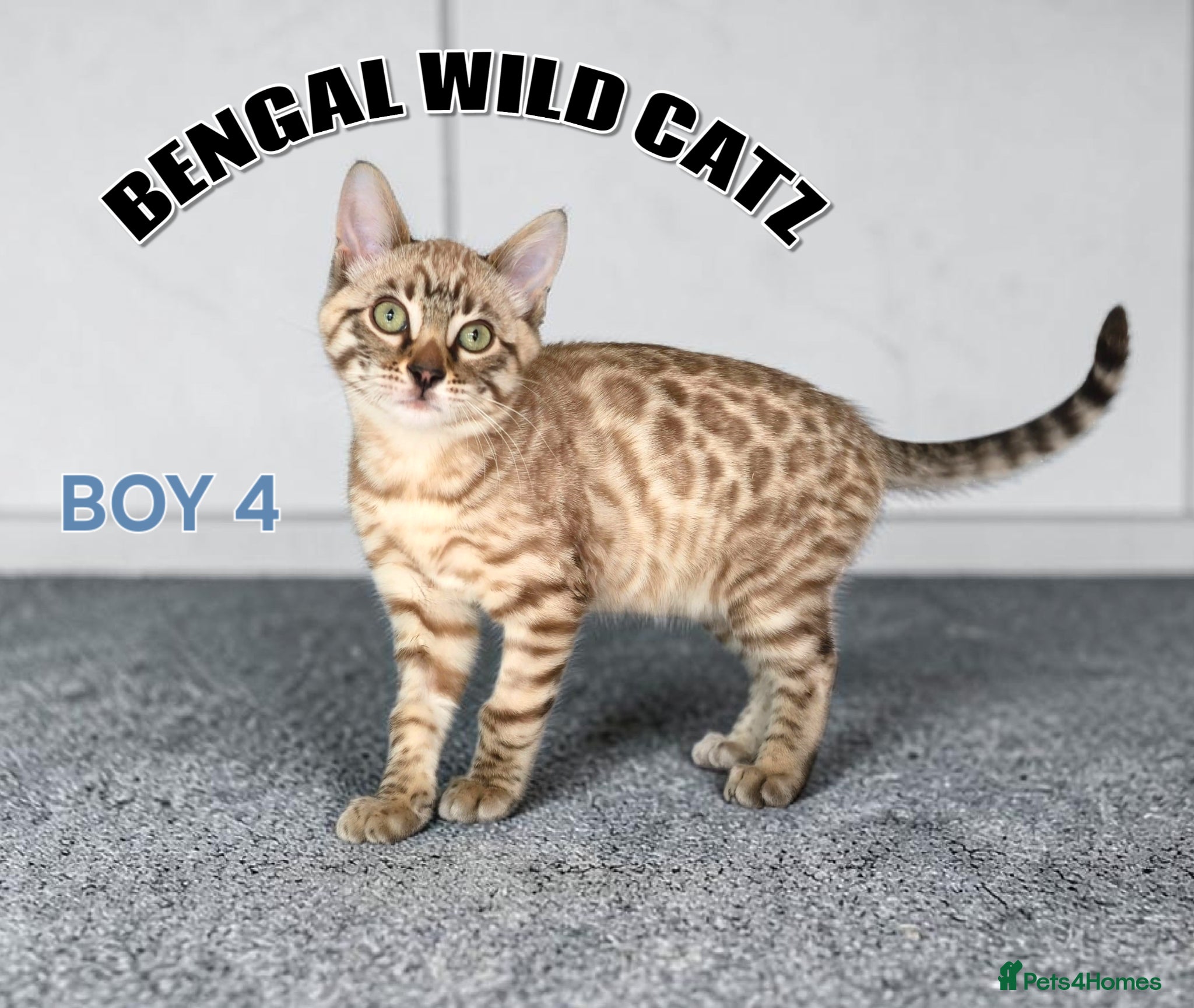 Bengal Kitten 4 