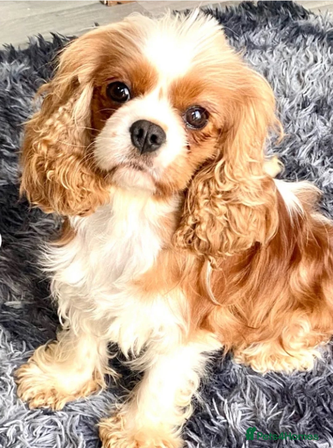 Cavalier King Charles Spaniel dogs for sale: Stunning Ruby girl available  - Image 3