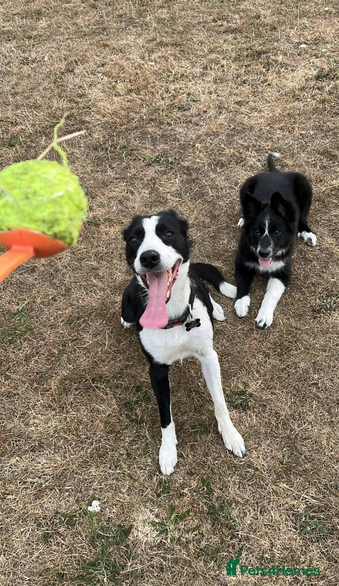 Border Collie dogs for sale: Beautiful 4 month old collie from working family - Image 6