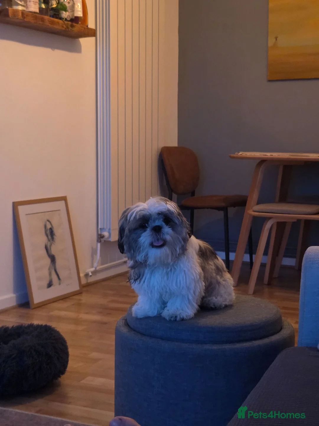 Shih Tzu dogs for stud: Stunning, Compact Boy – Proven Family Temperament  - Advert 1