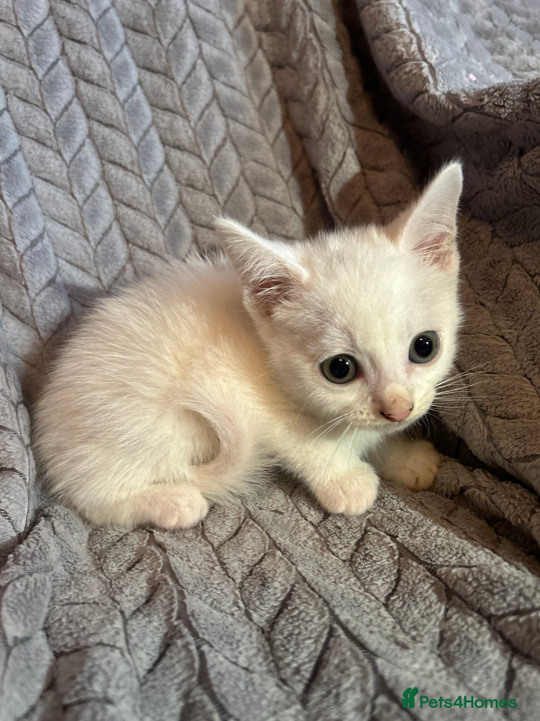 Russian Blue cats for sale: 6 beautiful kittens ❤️ - Image 17