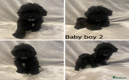 Mixed Breed dogs for sale: Beautiful cavapoo puppies - Image 16