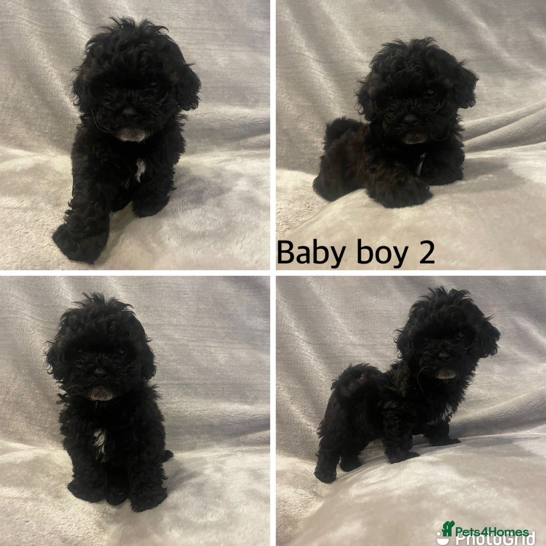 Mixed Breed dogs for sale: Beautiful cavapoo puppies - Image 16