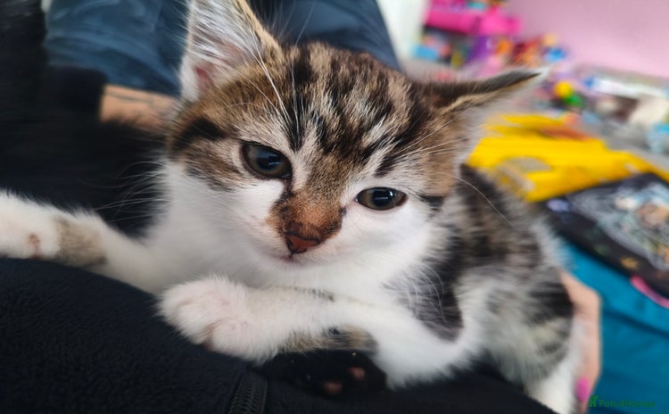 Domestic Shorthair cats - Advert 17