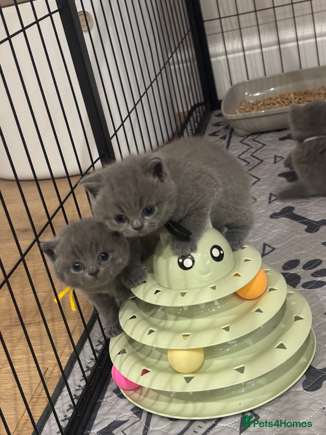 British Shorthair cats for sale: 🩶Adorable & chunky GCCF Bsh kittens🩶 - Image 11