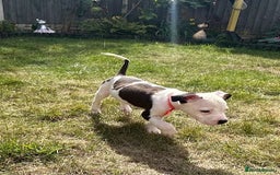 American Bulldog dogs for adoption: 5 GORGEOUS AM BULL X PUPS 12WKS OLD - Image 12
