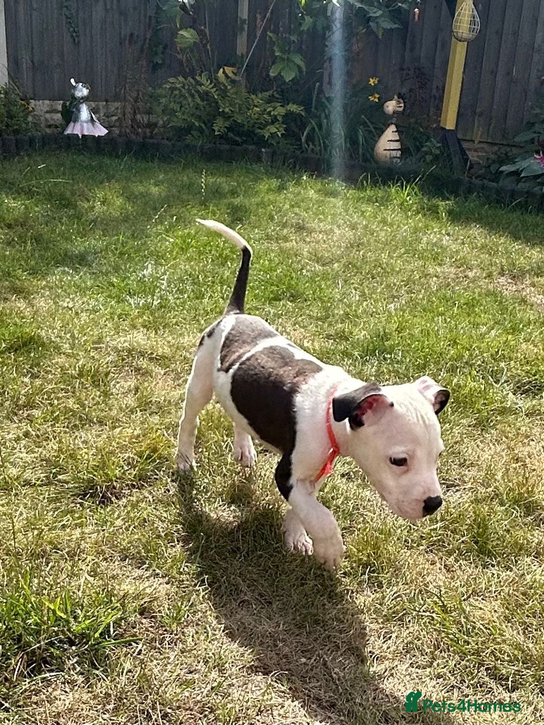 American Bulldog dogs for adoption: 5 GORGEOUS AM BULL X PUPS 12WKS OLD - Image 12