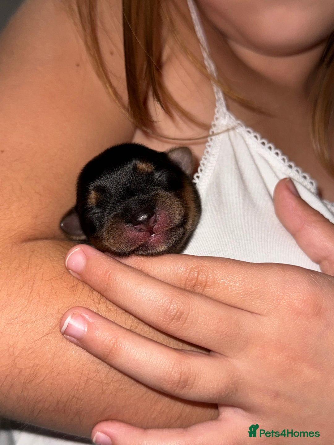 Yorkshire Terrier dogs for sale: Miniature yorkie - Advert 20