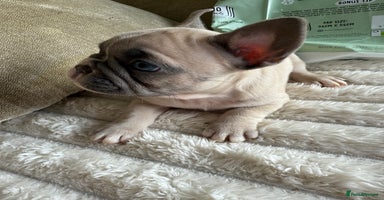 French Bulldog dogs - Advert 11