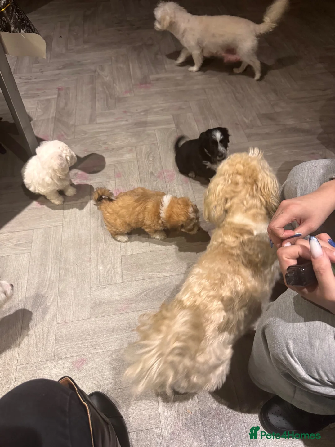 Mixed Breed dogs for sale: Maltipoo in Coventry - Advert 2