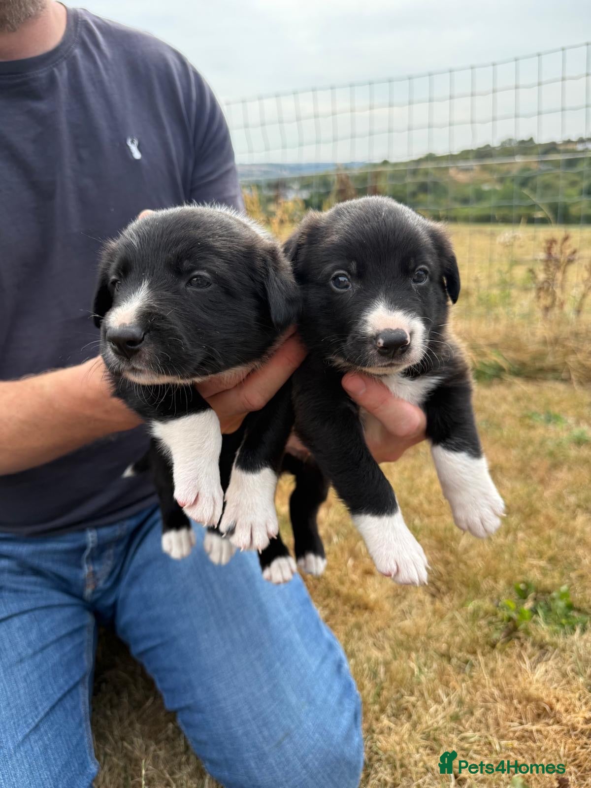 Mixed Breed dogs Collie puppy’s  - Advert 2