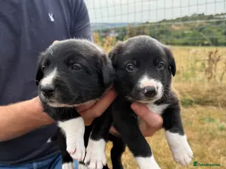 Mixed Breed dogs Collie puppy’s - Advert 2