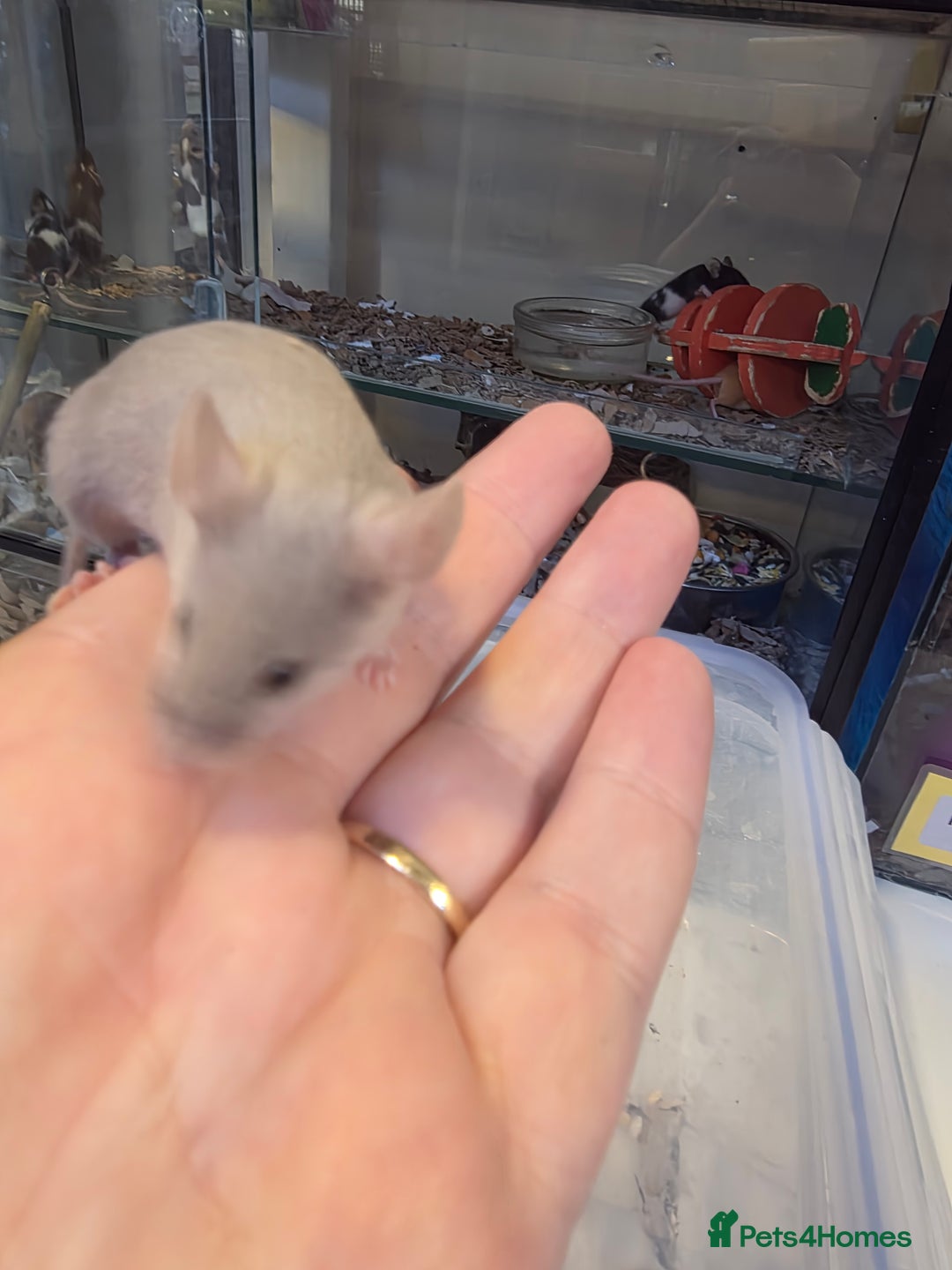 Mouse rodents for sale: Mice, males and females  - Advert 16