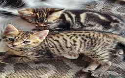 Mixed Breed cats for sale: 3 Beautiful kittens looking for home - Image 8