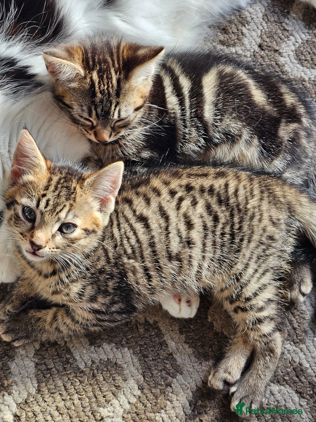 Mixed Breed cats for sale: 3 Beautiful kittens looking for home - Image 8