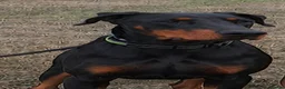 Dobermann dogs for sale: Adult doberman girl - Advert 1