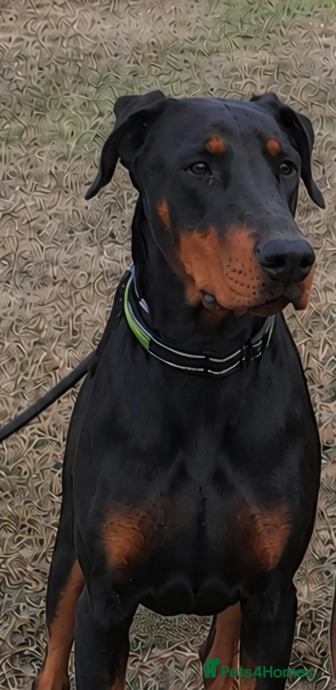 Dobermann dogs for sale: Adult doberman girl - Advert 1
