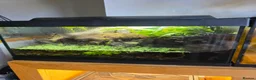 Other/Mixed Breed fish for sale: Dart frogs,puffer fish,minnos,newts,crab, scorpion in Burntwood - Advert 3