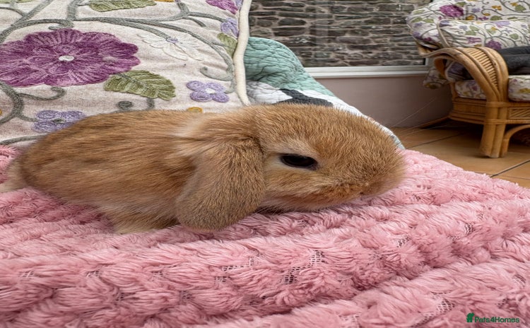 Mini Lop rabbits in Abergavenny - Advert 3
