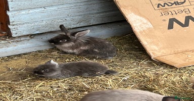 Mini Lop rabbits - Advert 5