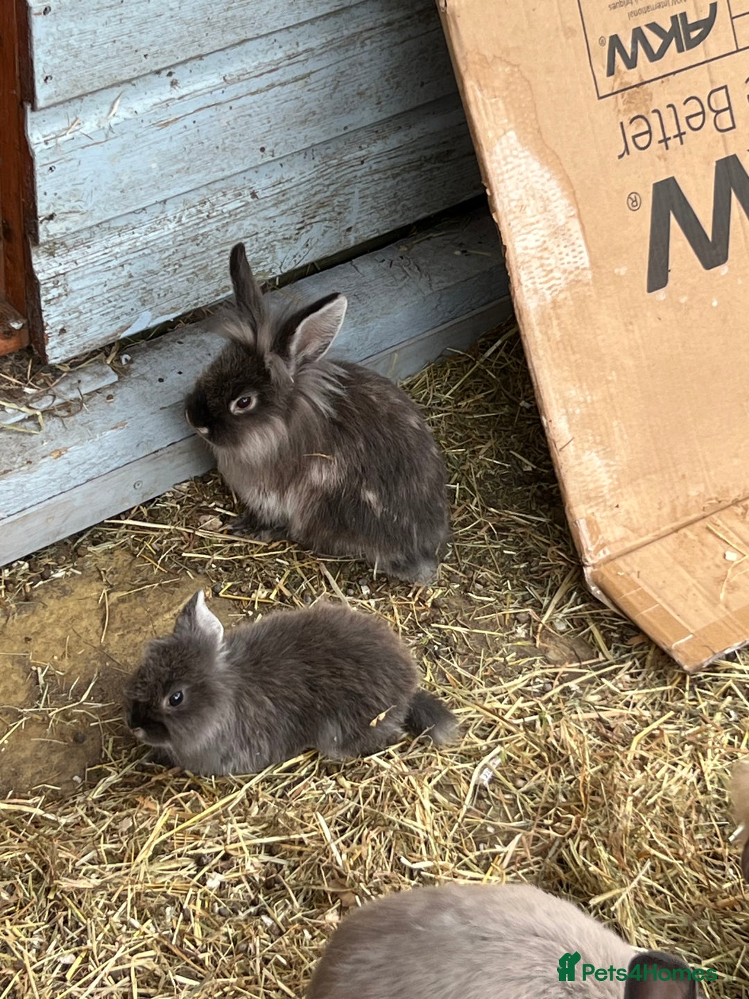 Mini Lop rabbits for sale: Mix of loo , lionhead  - Image 2